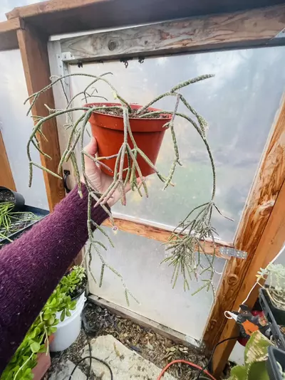 plant/Rhipsalis Pilocarpa 6”-0-thumbnail