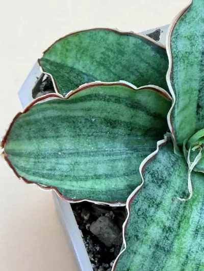 plant/Sansevieria Silver Blue Variegated Small Size-3-thumbnail