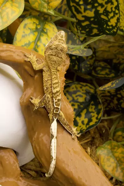 plant/25SL18, PPV-2-thumbnail