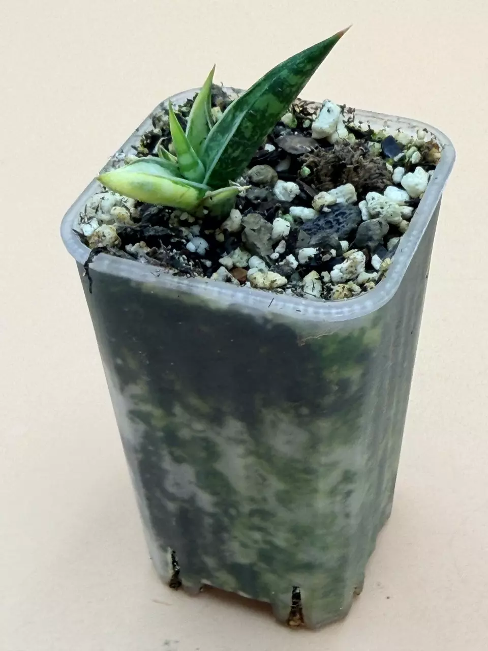 plant/Sansevieria Balyii Star Variegated Rooted Pup-0