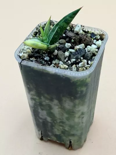 plant/Sansevieria Balyii Star Variegated Rooted Pup-0-thumbnail
