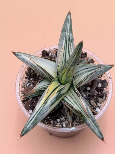plant/Sansevieria Blue Clone White Variegated-0-thumbnail