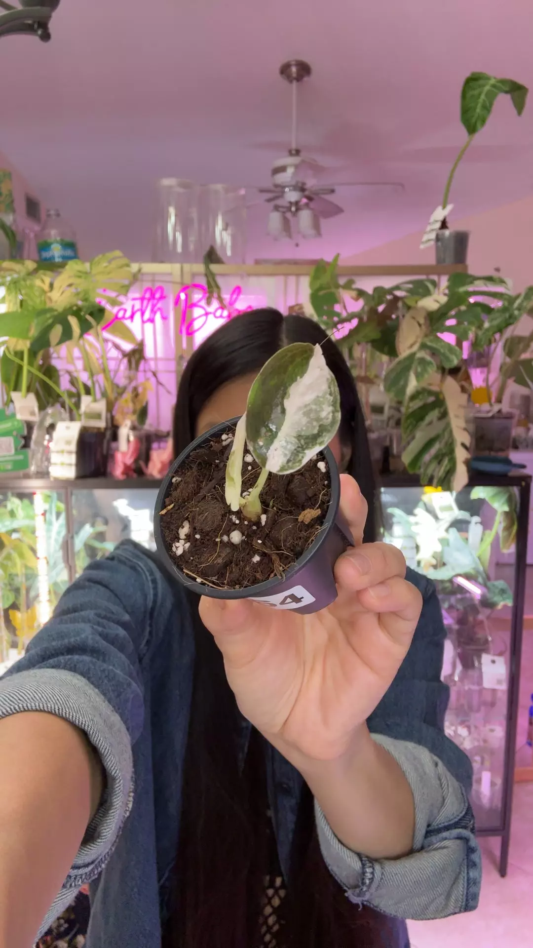 plant/#0064 Cupera albo pink 2 leaves-0