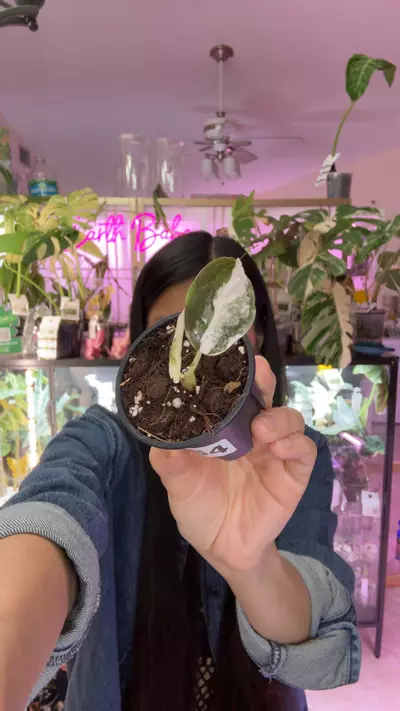 plant/#0064 Cupera albo pink 2 leaves-0-thumbnail