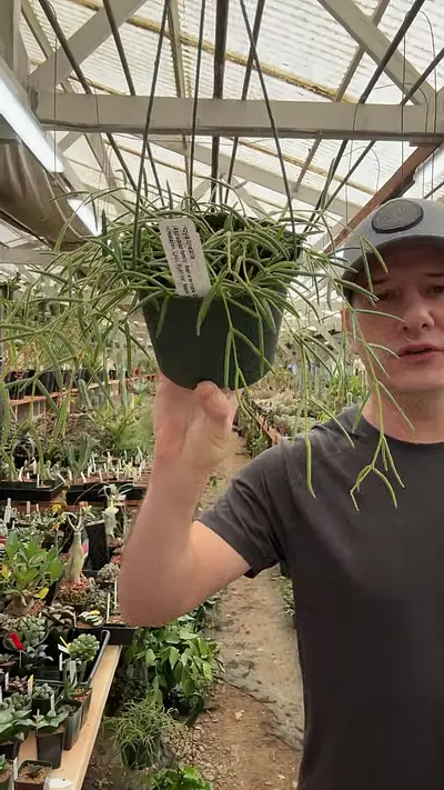 plant/H350 linearis-0-thumbnail