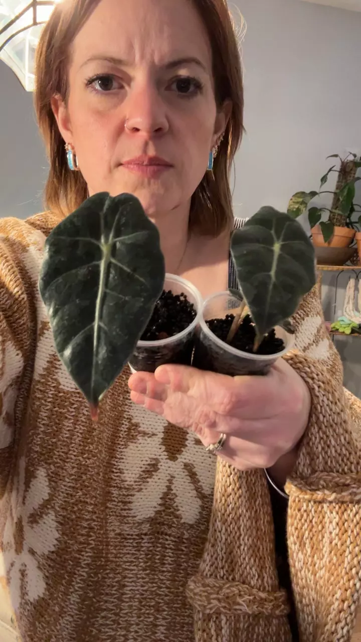 plant/Amazonia x polly starter growers choice-0