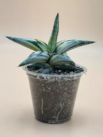 plant/Sansevieria Blue Clone White Variegated-2-thumbnail