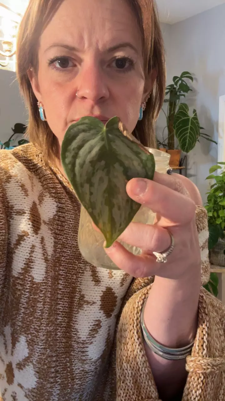 plant/Brandi cuttings rooted in water-0