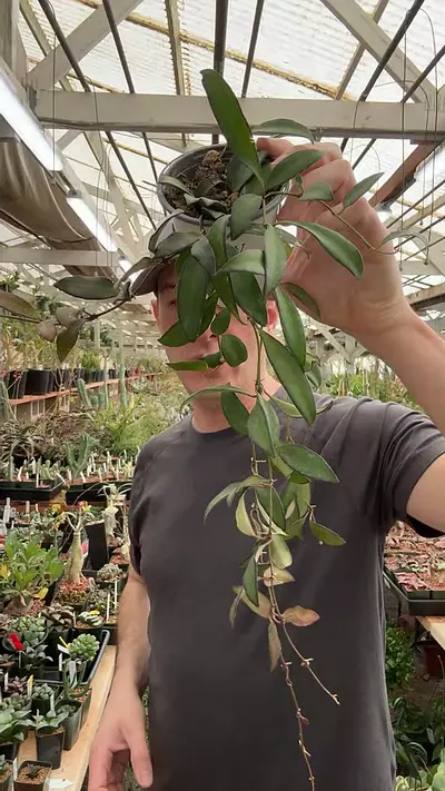 plant/H400 rosita-0-thumbnail