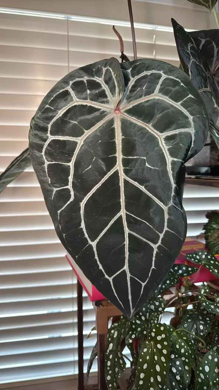 plant/Von B Velvet Seed Bundle-2