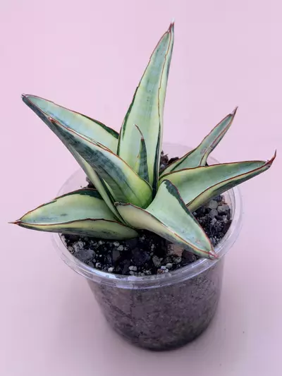plant/Sansevieria Vero Variegated-2-thumbnail