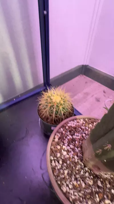 plant/grusonii-0-thumbnail