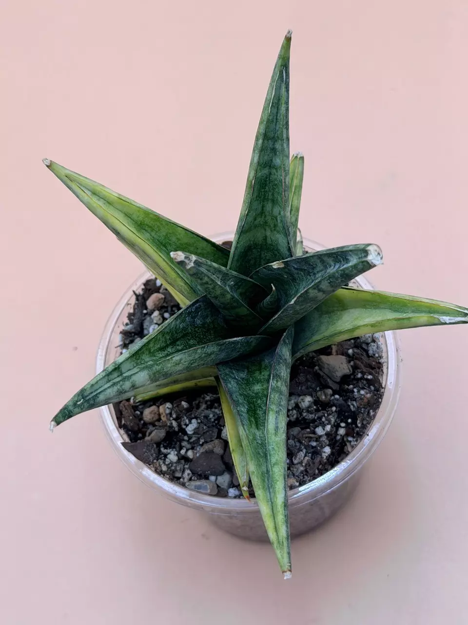 plant/Sansevieria Manny Pacqiao Variegated-1