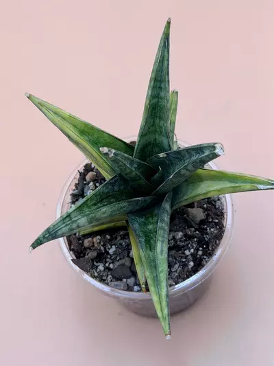 plant/Sansevieria Manny Pacqiao Variegated-1-thumbnail