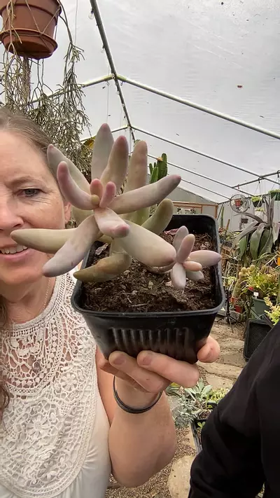 plant/Pachysedum Ganzhou 5”-0-thumbnail