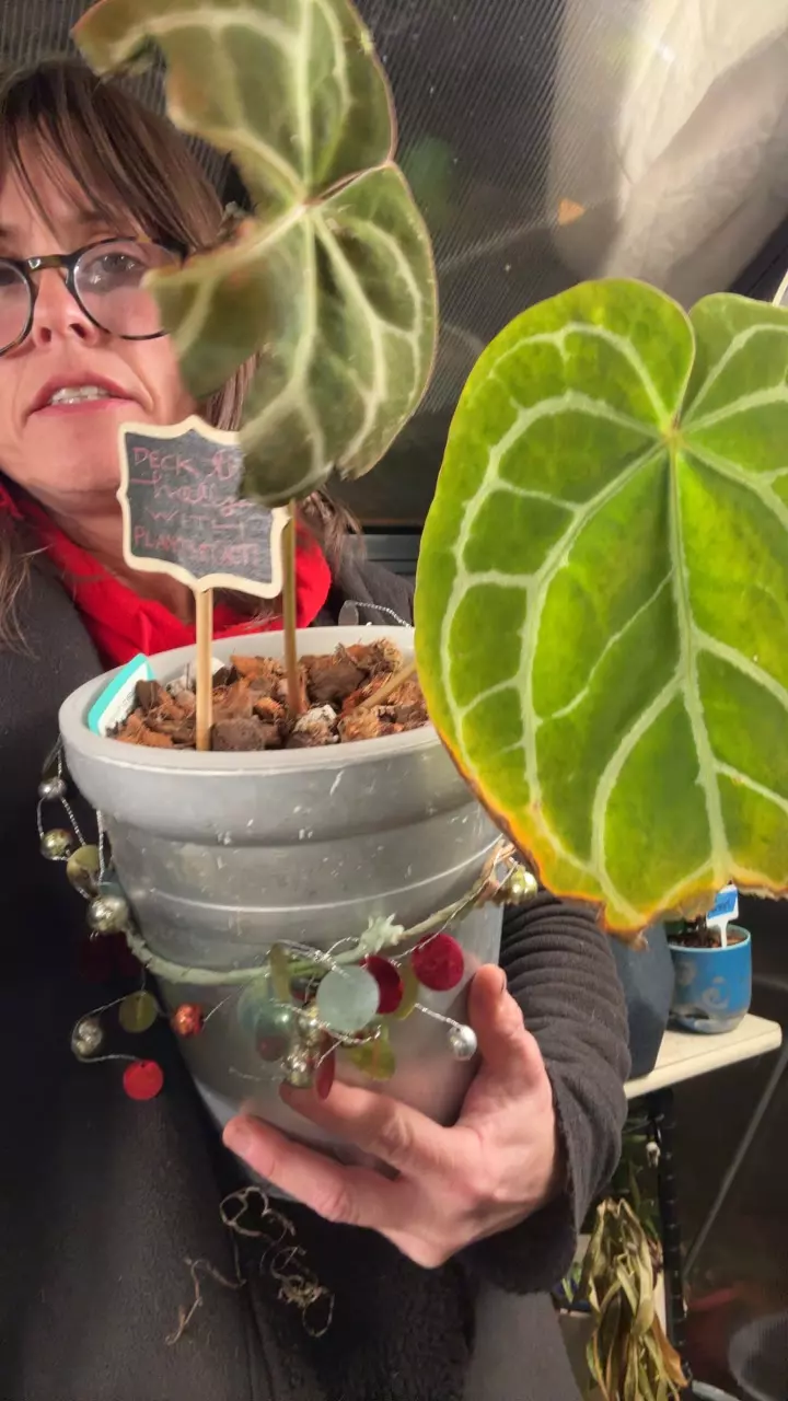 plant/deck the halls: crystal Anth-0