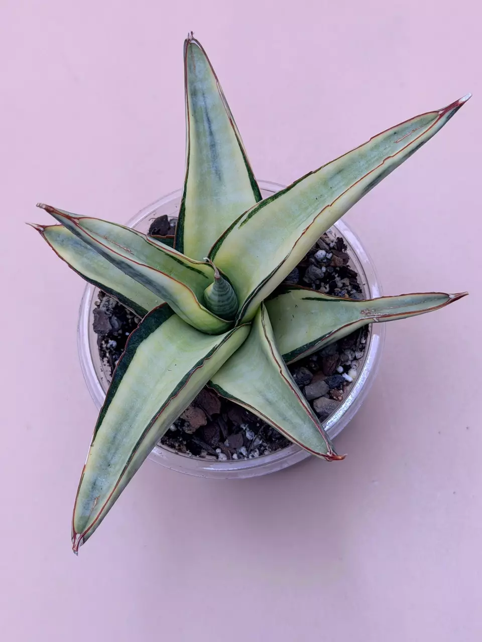 plant/Sansevieria Vero Variegated-0