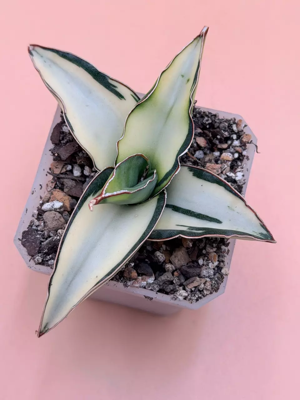 plant/Sansevieria Dwarf Robusta Cream Variegated-0