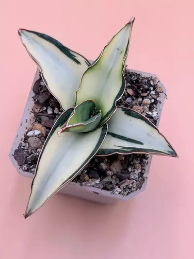 plant/Sansevieria Dwarf Robusta Cream Variegated-0-thumbnail