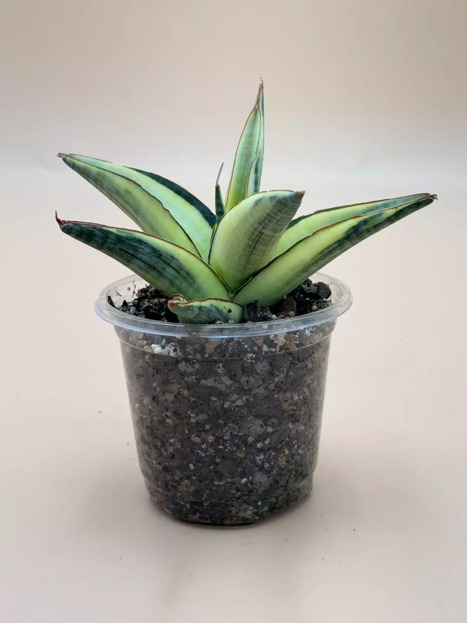 plant/Sansevieria Vero Variegated-4