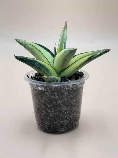 plant/Sansevieria Vero Variegated-4-thumbnail