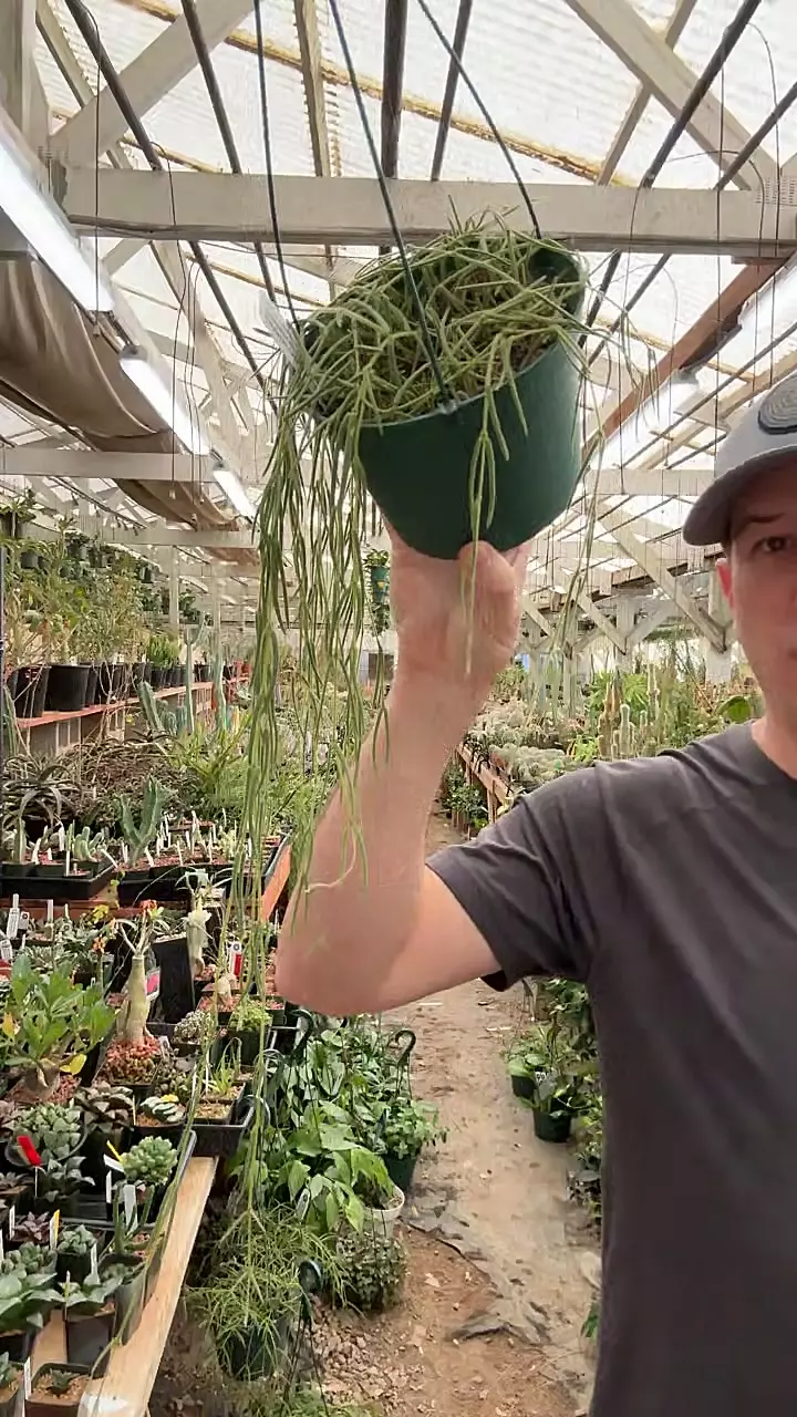 plant/H401 linearis-0