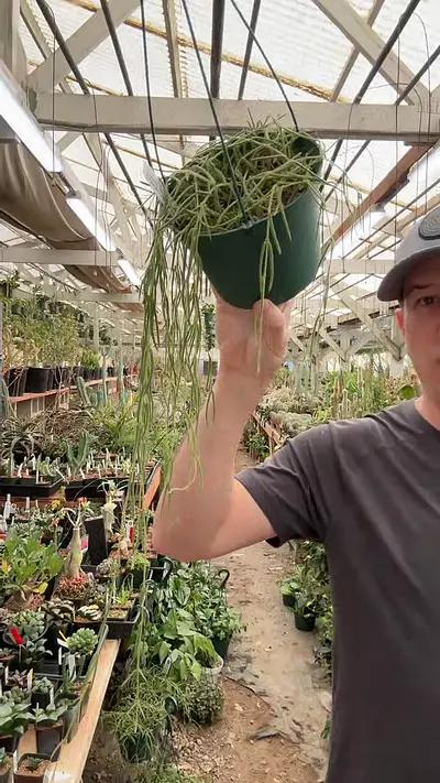 plant/H401 linearis-0-thumbnail