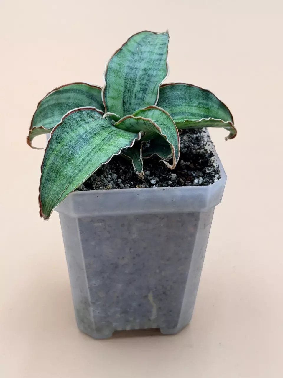 plant/Sansevieria Silver Blue Variegated Small Size-1