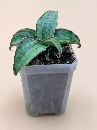 plant/Sansevieria Silver Blue Variegated Small Size-1-thumbnail