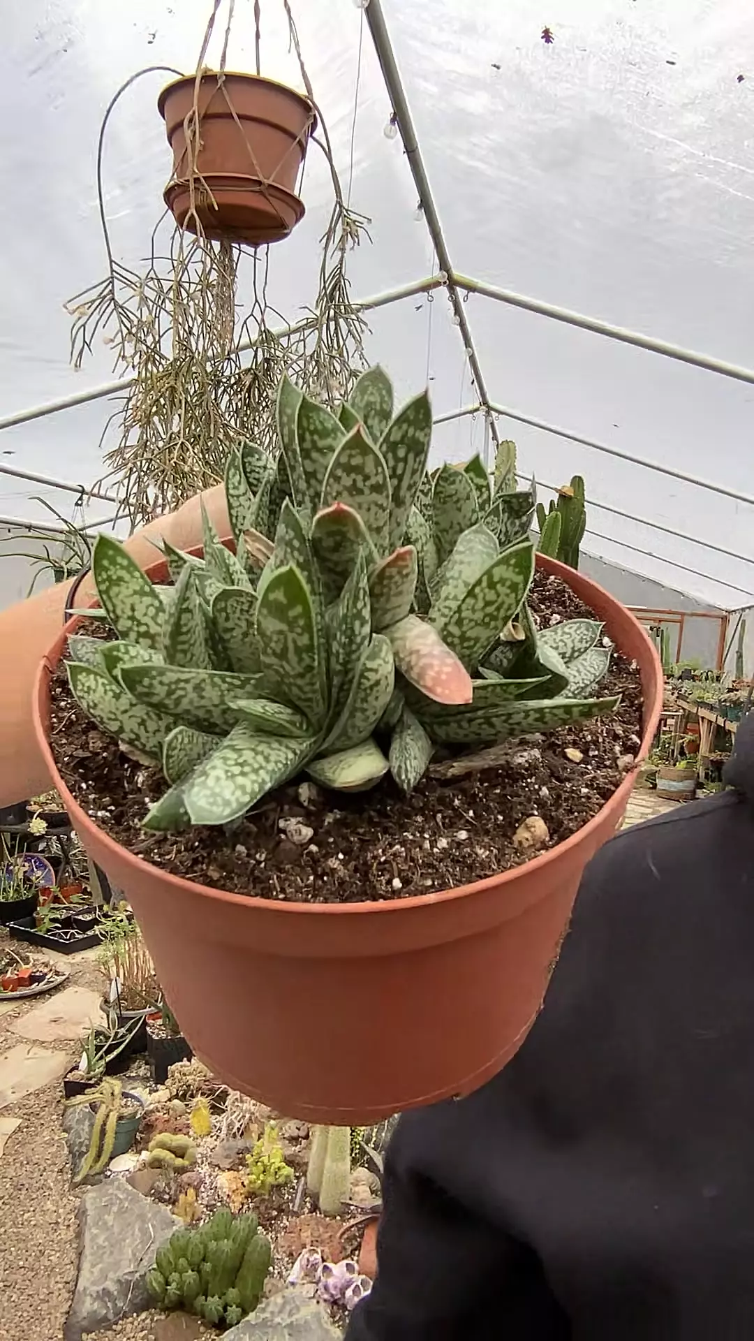 plant/Gasteria Liliput 6”-0