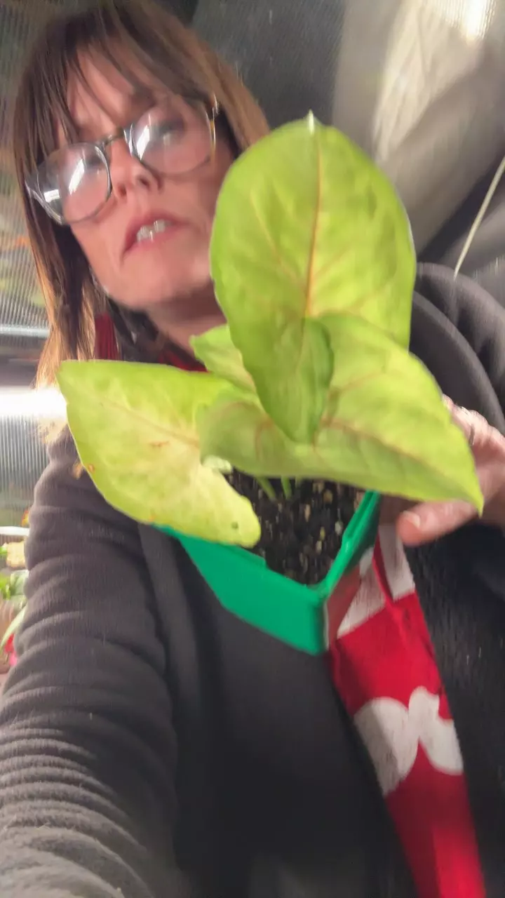 plant/Sygonium pink butterfly-0