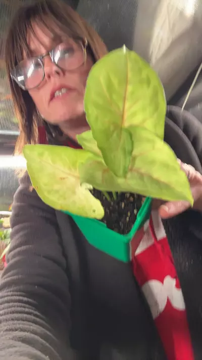 plant/Sygonium pink butterfly-0-thumbnail