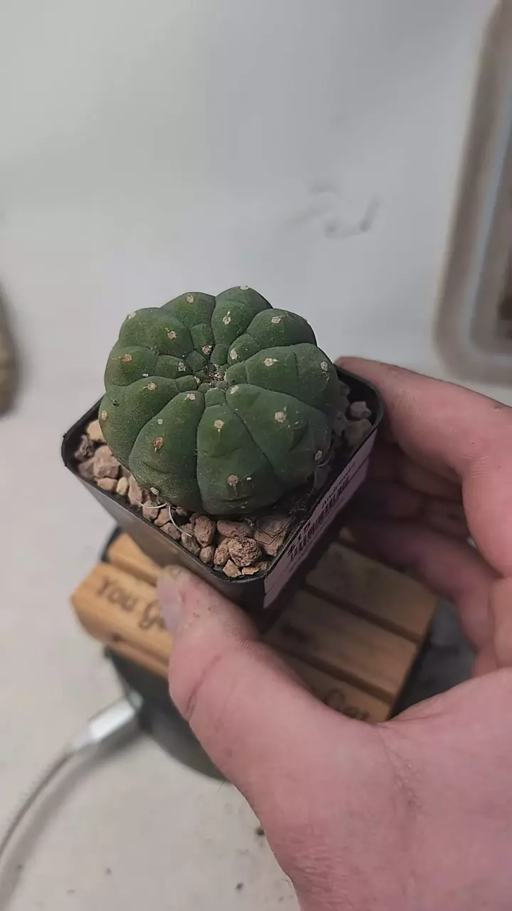 plant/g132 mostly spineless matucana madisoniorum 2.25" pot-0