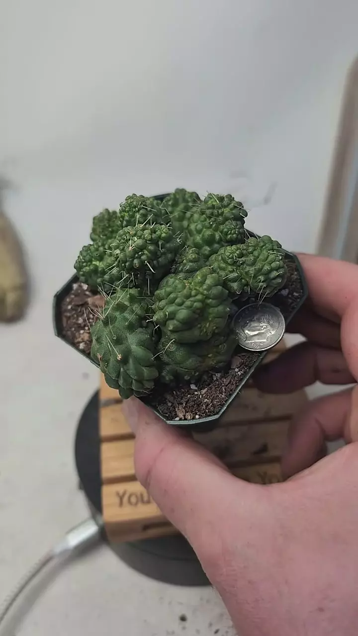 plant/g122 mutant inermis mammillaria spinosissima 2.75" pot-0