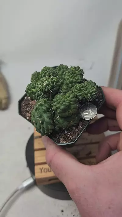 plant/g122 mutant inermis mammillaria spinosissima 2.75" pot-0-thumbnail