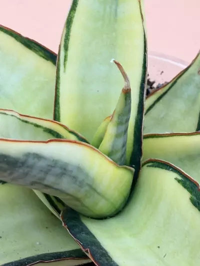 plant/Sansevieria Vero Variegated-1-thumbnail