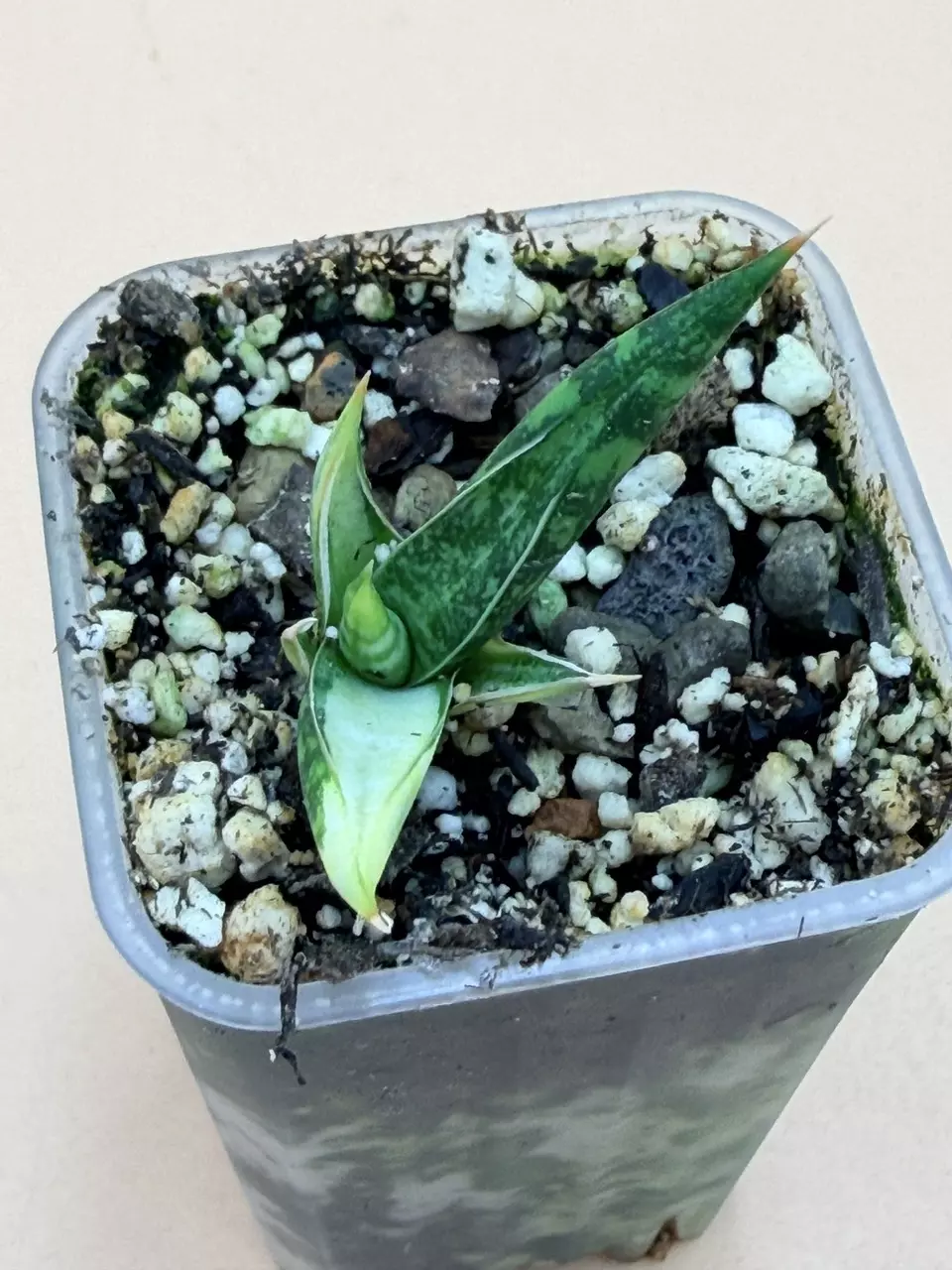 plant/Sansevieria Balyii Star Variegated Rooted Pup-1