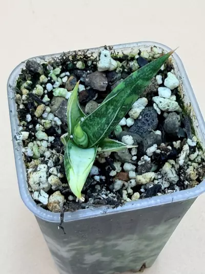 plant/Sansevieria Balyii Star Variegated Rooted Pup-1-thumbnail