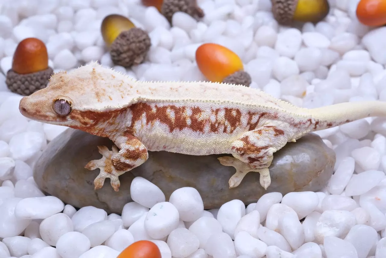 plant/FLATTERY - Proven Red LW Female by Goldenline Cresties-0