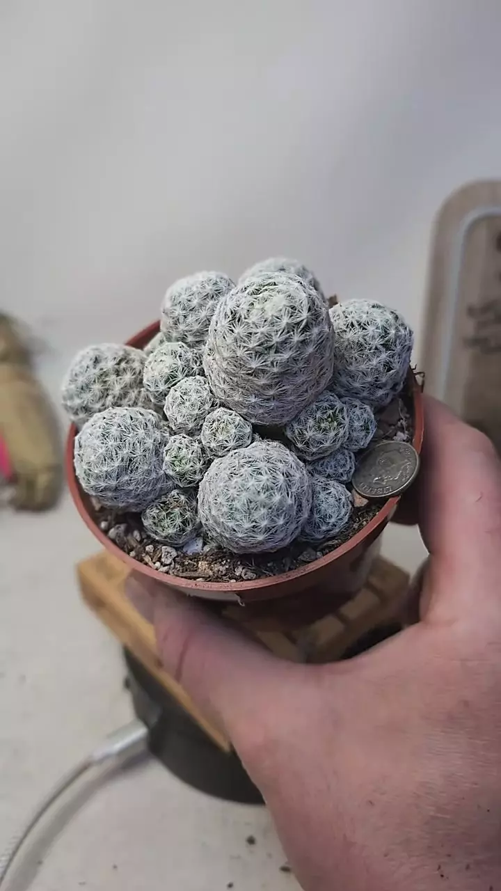 plant/g116 mammillaria humboltii 4" pot-0