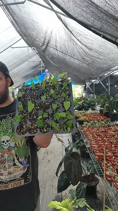 plant/big trouble x voldemort-0-thumbnail