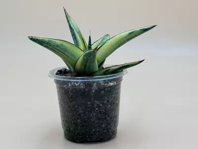 plant/Sansevieria Vero Variegated-3-thumbnail