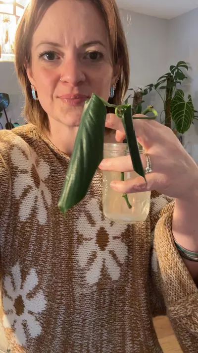 plant/two dragon’s tail cuttings one rooted in water, other isnt-0-thumbnail