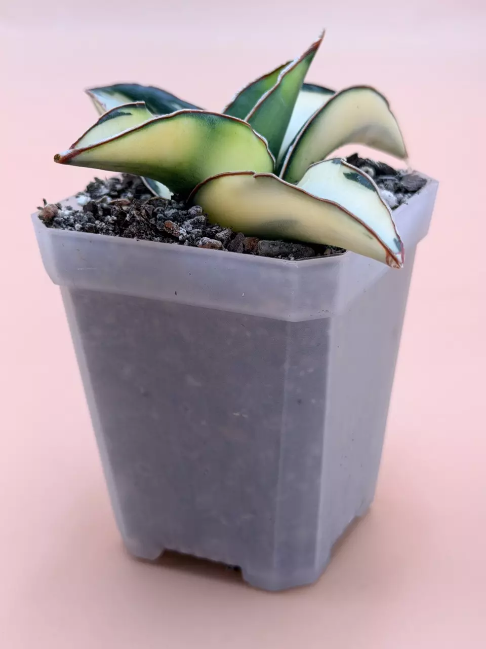 plant/Sansevieria Dwarf Robusta Cream Variegated-3