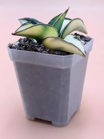 plant/Sansevieria Dwarf Robusta Cream Variegated-3-thumbnail