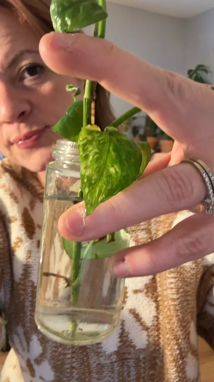 plant/ghost Cebu cuttings rooting in water-0