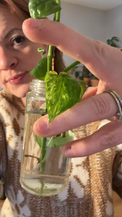 plant/ghost Cebu cuttings rooting in water-0-thumbnail