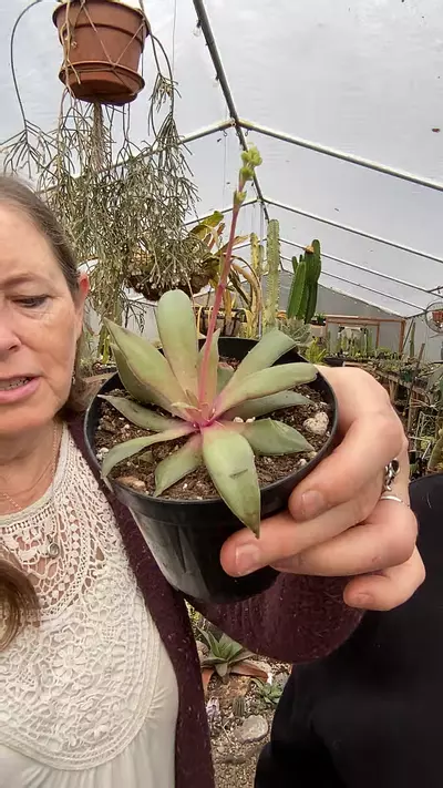 plant/Crassula Orbicularis var. Rosularis 3”-0-thumbnail