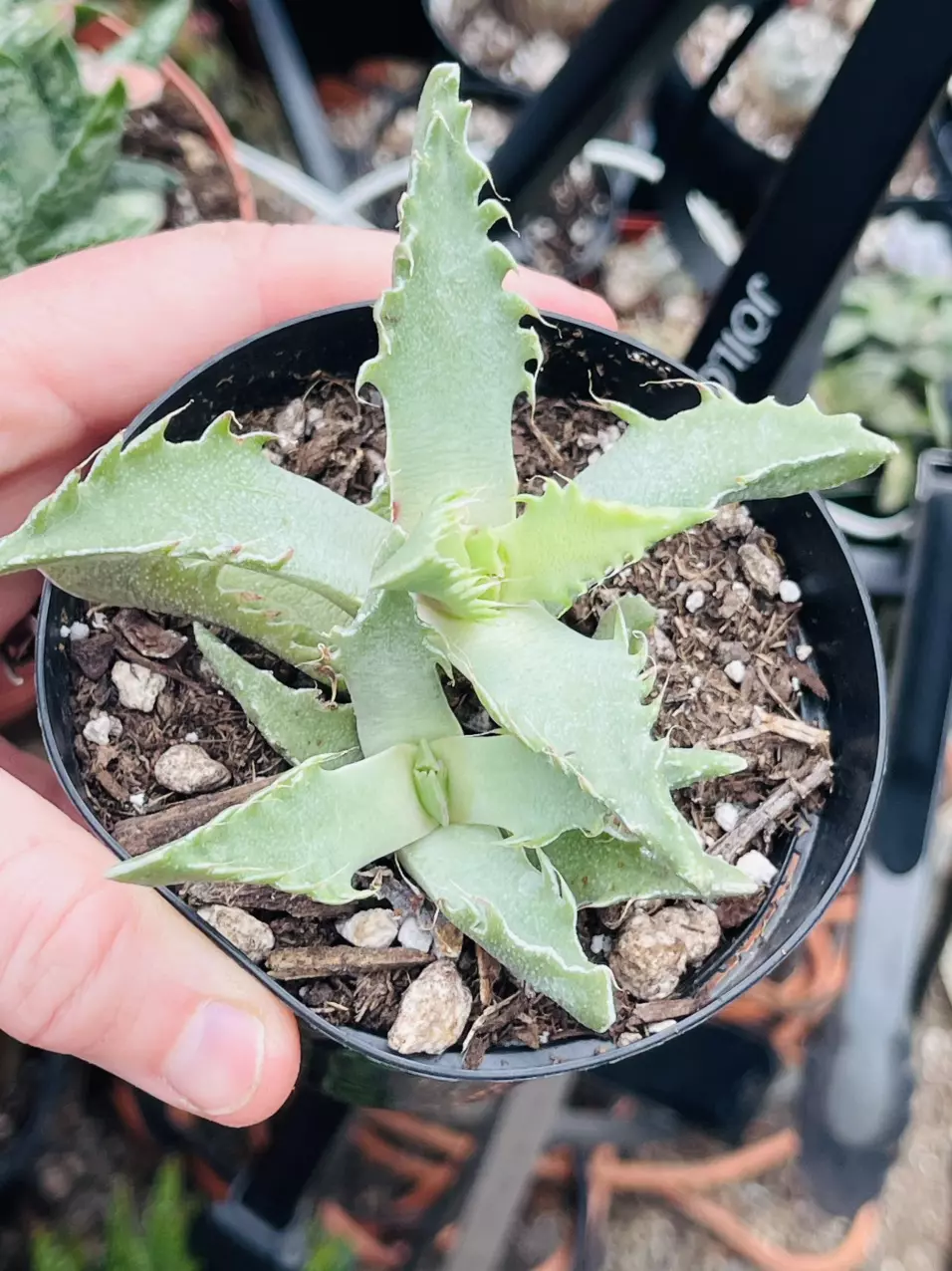 plant/Tiger Jaws 3”-0