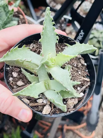 plant/Tiger Jaws 3”-0-thumbnail